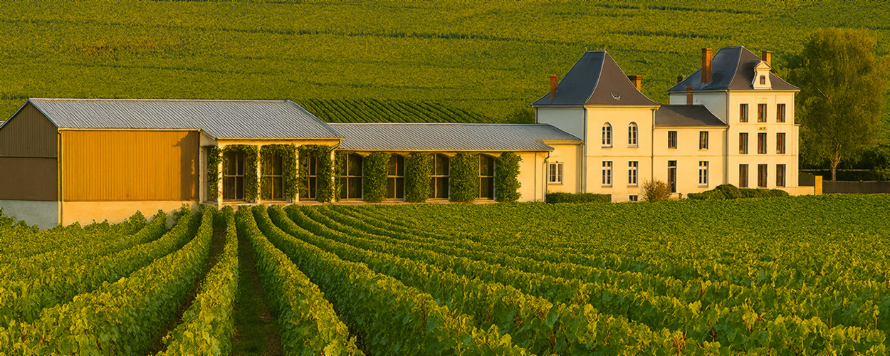 Vineyard
