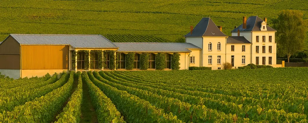 Vineyard